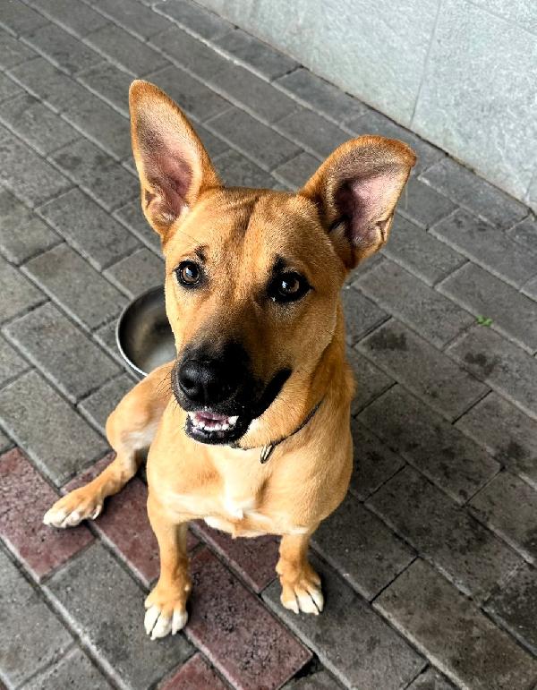 SIMBA LUPETTO Foto 4